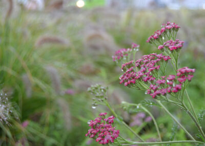 Rain Garden