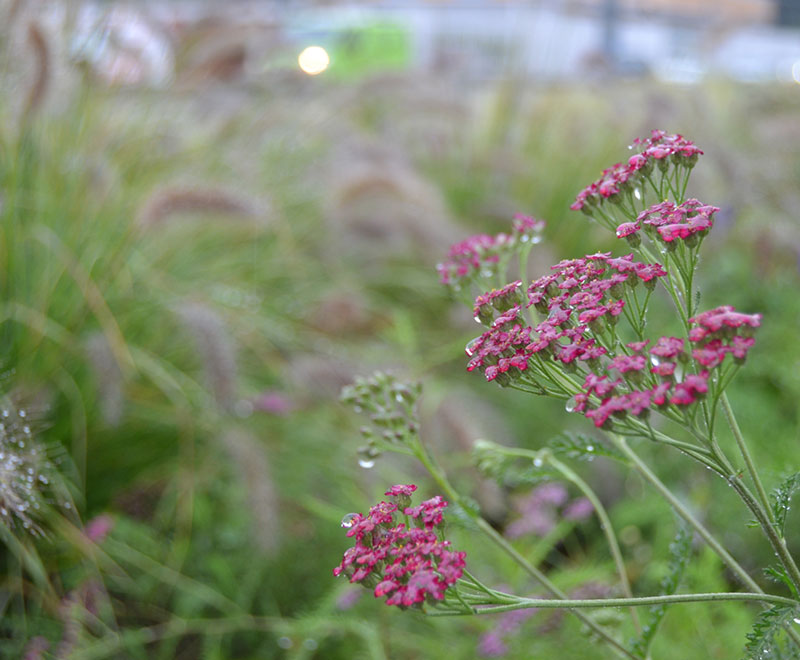 Rain Garden -Valerio Cozzi
